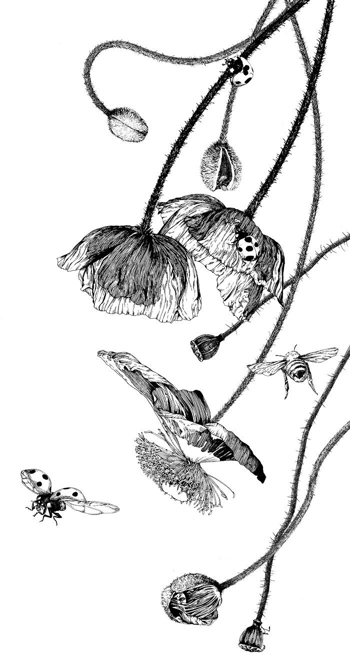 illustration